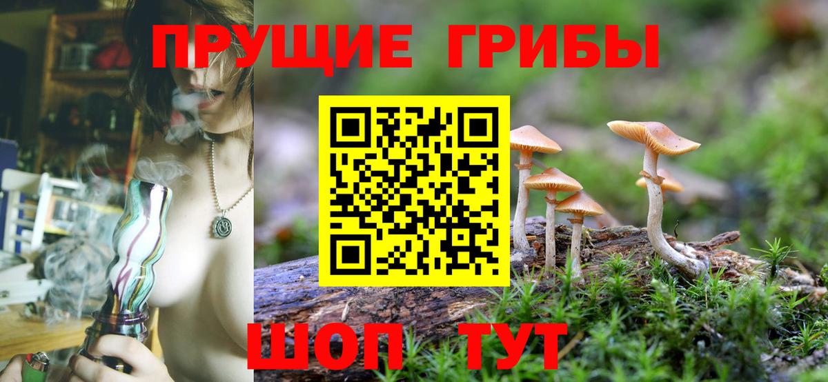 Псилоцибиновые грибы Psilocybe Камышин