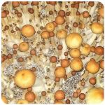 Псилоцибиновые (галлюциногенные)  грибы Psilocybin "Golden Teacher" в Камышине