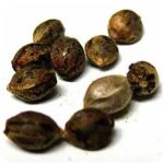 Семена марихуаны АК-47  (Seeds AK-47) в Камышине